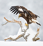 BB 12 0114 / Aquila chrysaetos / Kongeørn